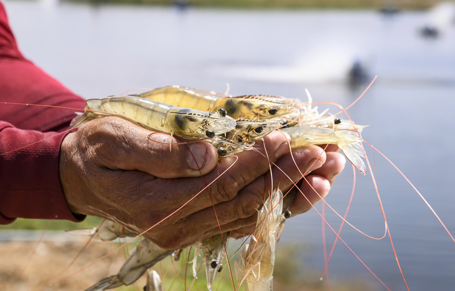 A farmer holding shrimp