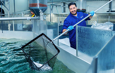 A Nordic Aqua Partners employee scooping salmon from a RAS tank.