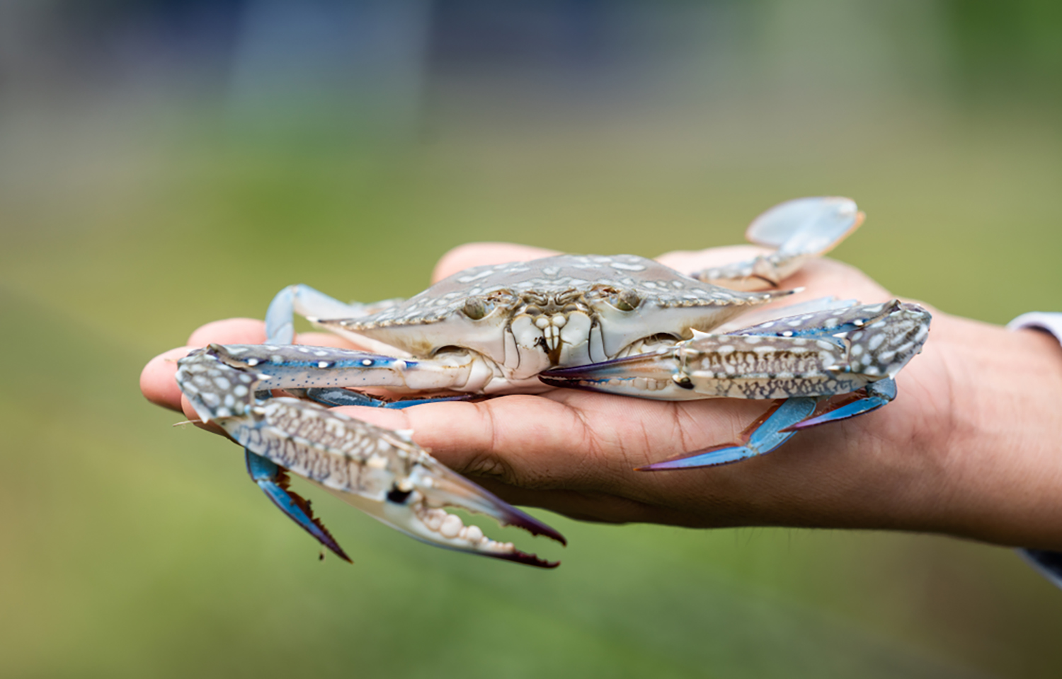 A person holding a blue swimming crab