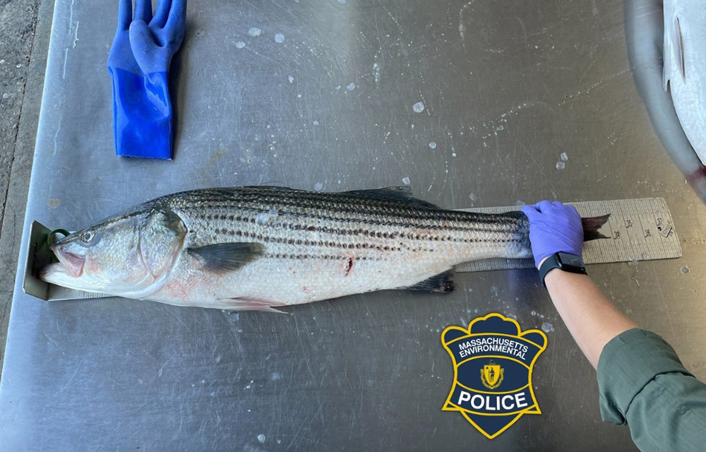 striped bass