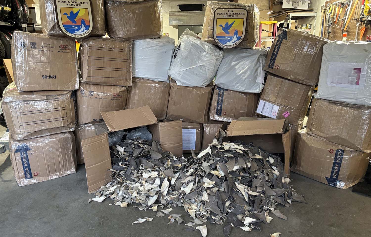 US Fish and Wildlife Service seizes 50,000 shark fins in coordinated enforcement
