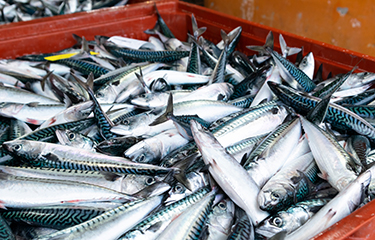 Boxes of mackerel