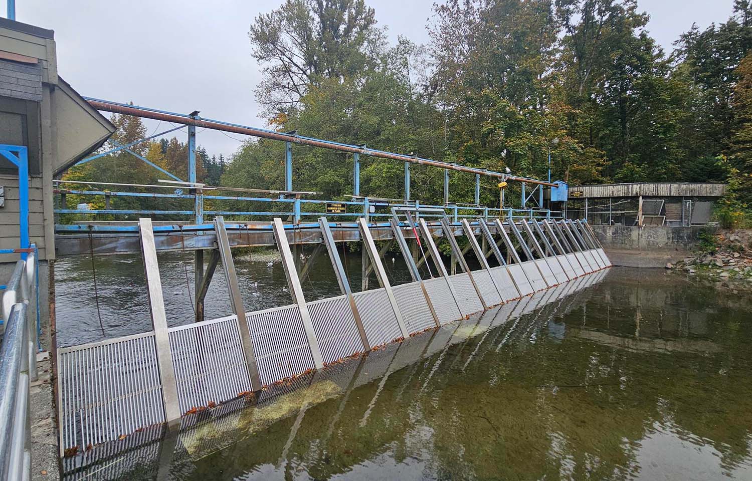 The Quinsam River weir on the Quinsam River