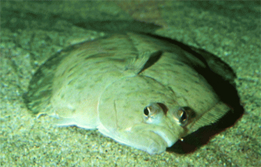 The quota for petrale sole caught of the U.S. West Coast is unlikely to see much change in the next couple of years.