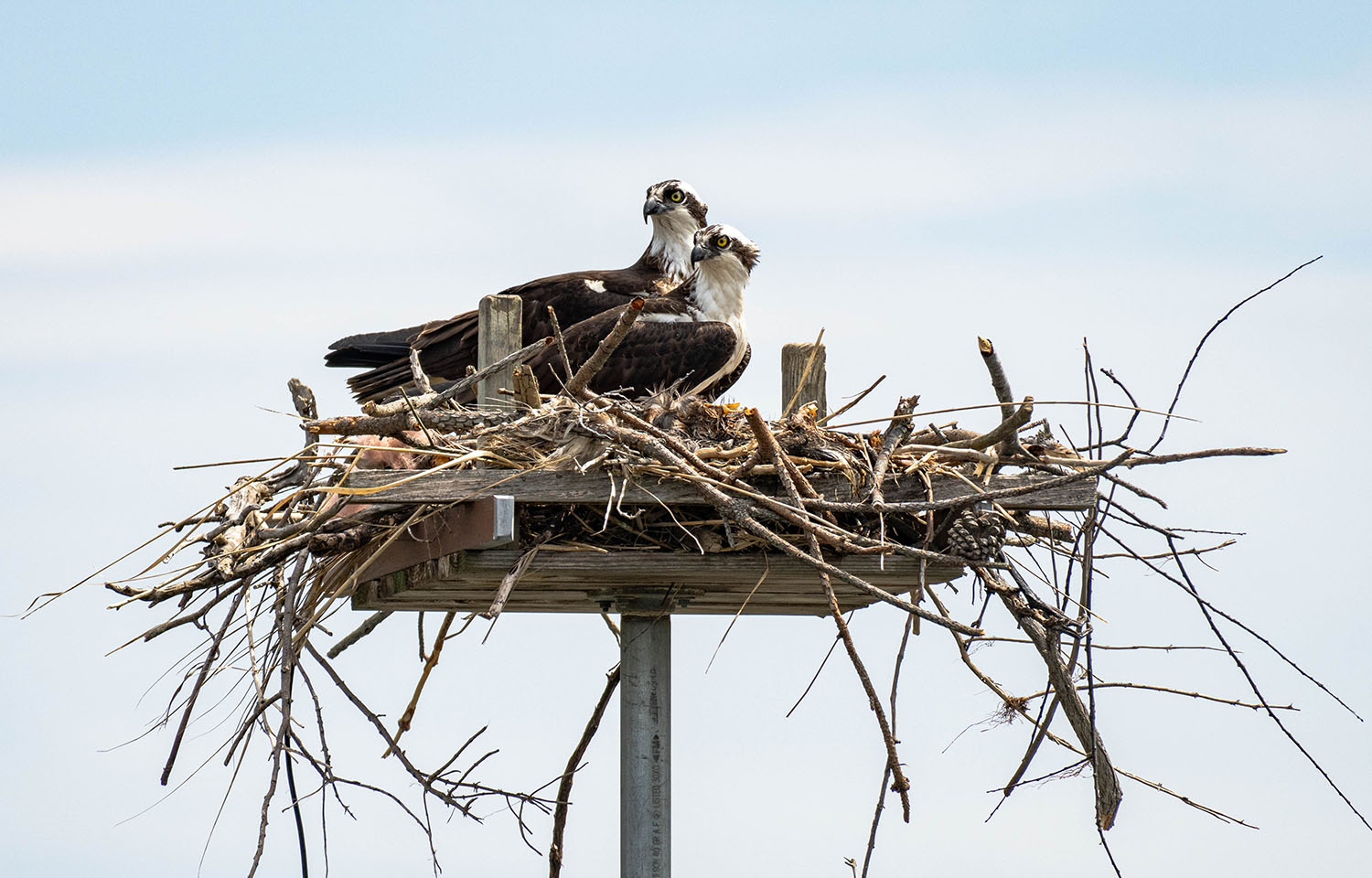A pair of osprey on a nest in the Chesapeake Bay