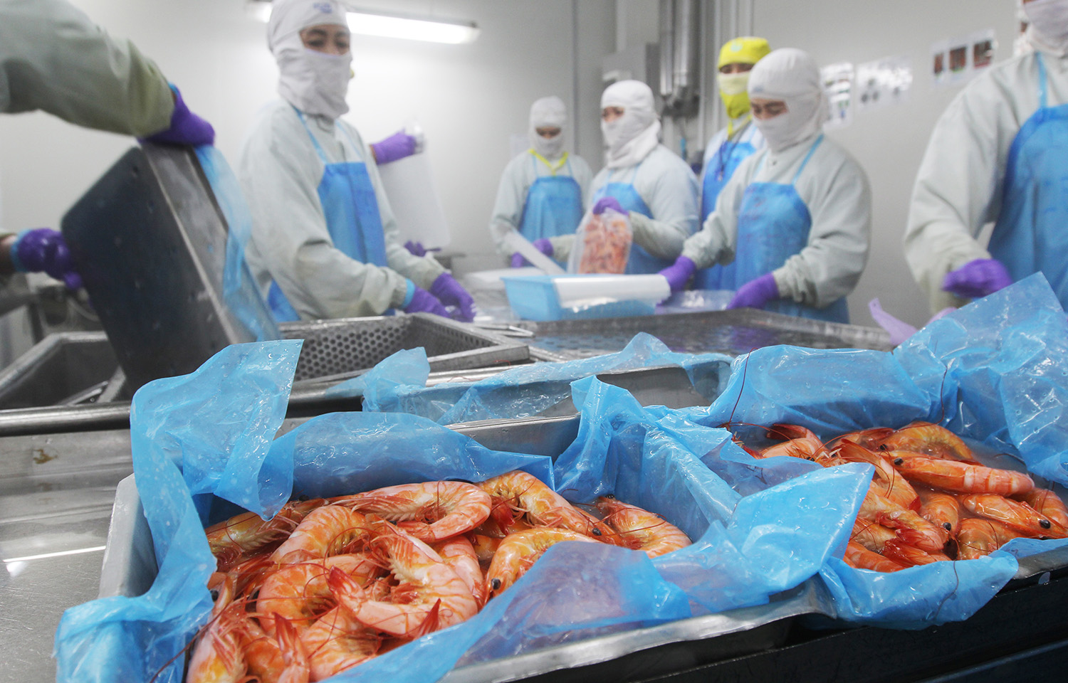 Workers preparing shrimp in Thailand