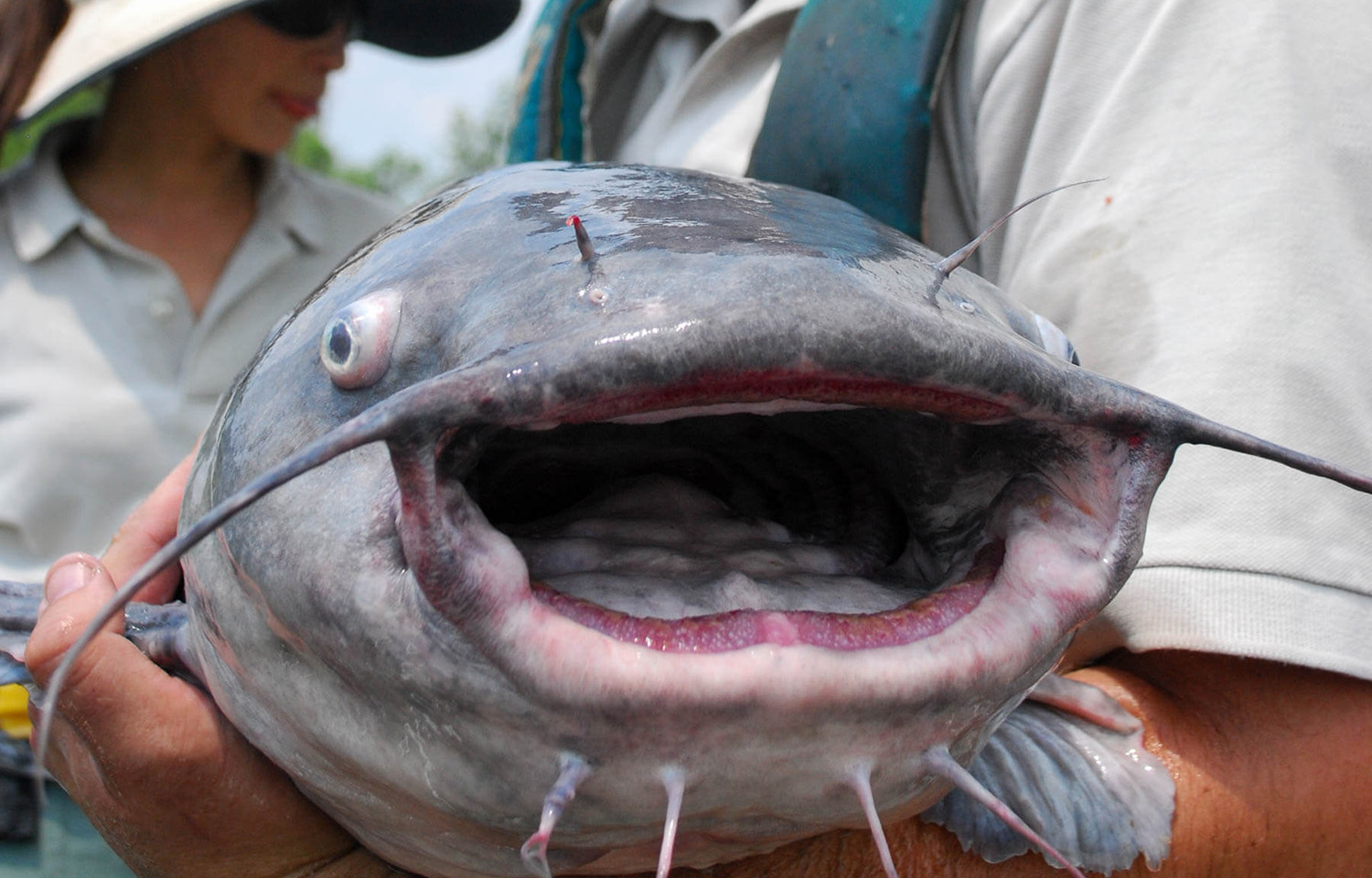 A blue catfish