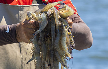 Shrimp caught for Del Pacifico Seafoods.