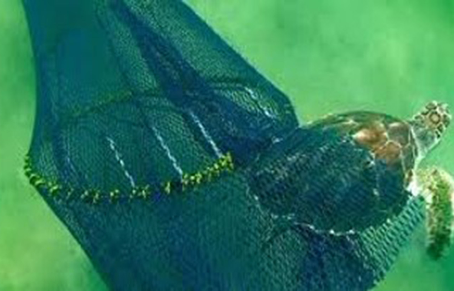 A turtle excluder device in India