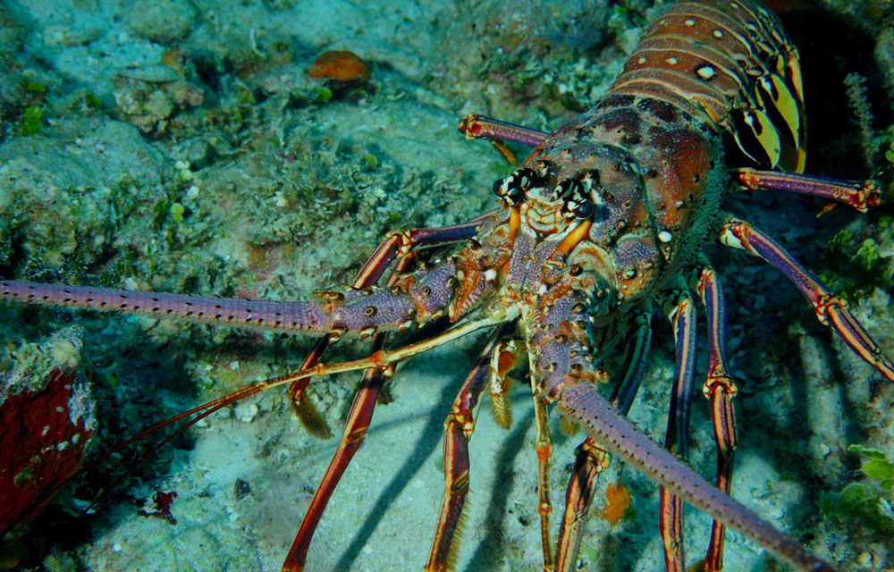 Florida man sentenced to a month in jail for lobster violations