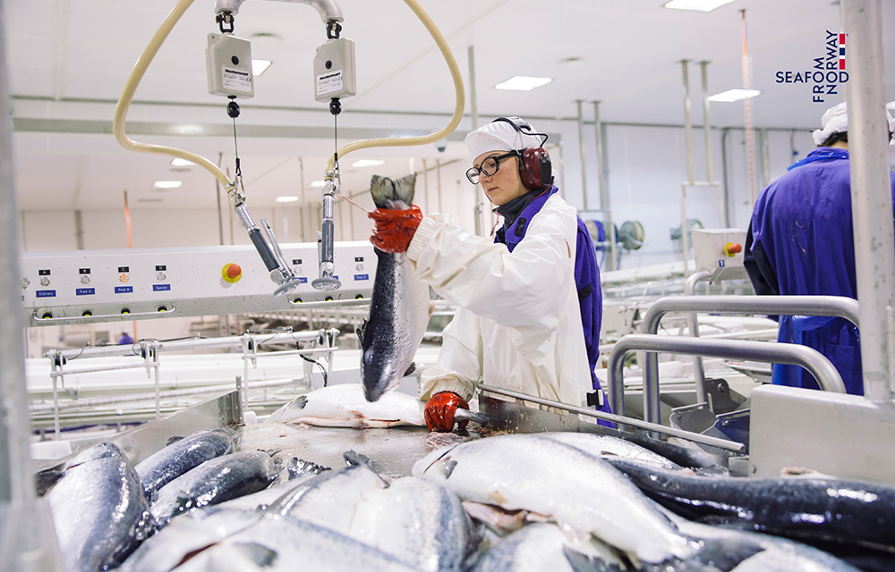 The inside of a Norwegian salmon processing facility