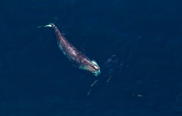A review of 20 years of data tracking the critically endangered North Atlantic right whale shows the population has shifted its feeding and migration patterns significantly as sea temperatures in the Gulf of Maine have warmed due to climate change.