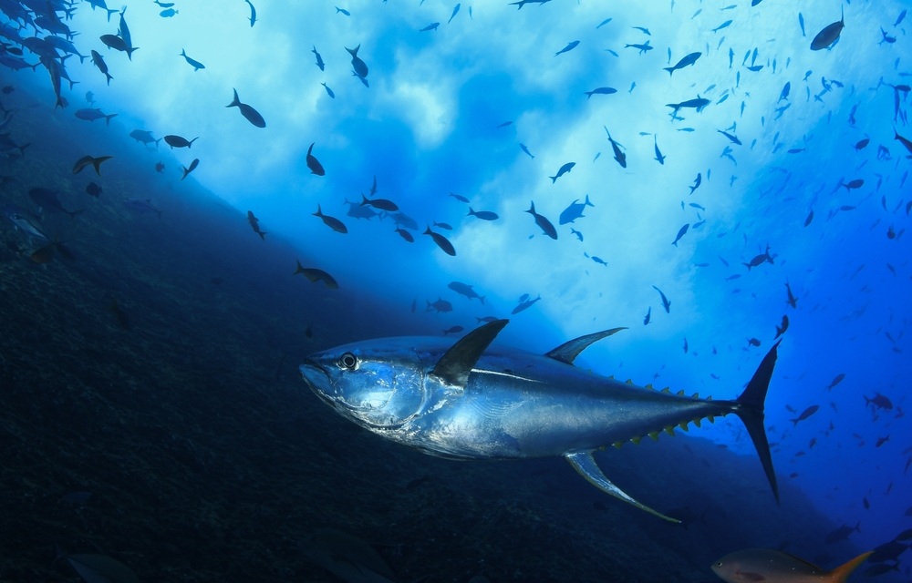 US Congress includes update to South Pacific Tuna Treaty, ban on military purchases of foreign seafood in annual defense funding bill