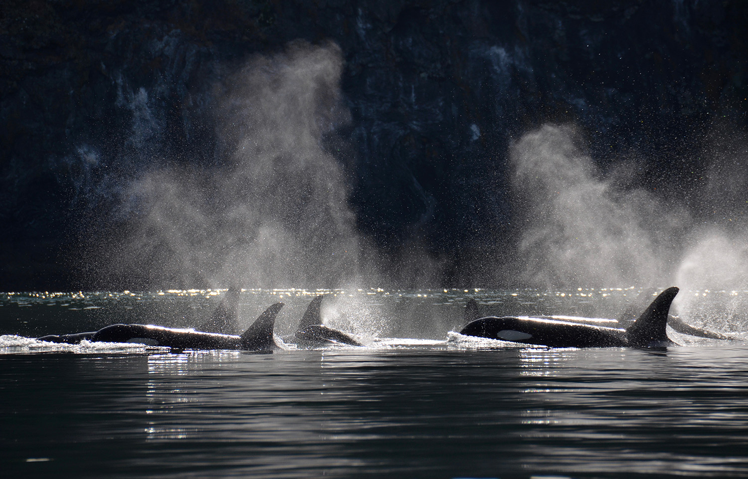 A photo of southern resident killer whales