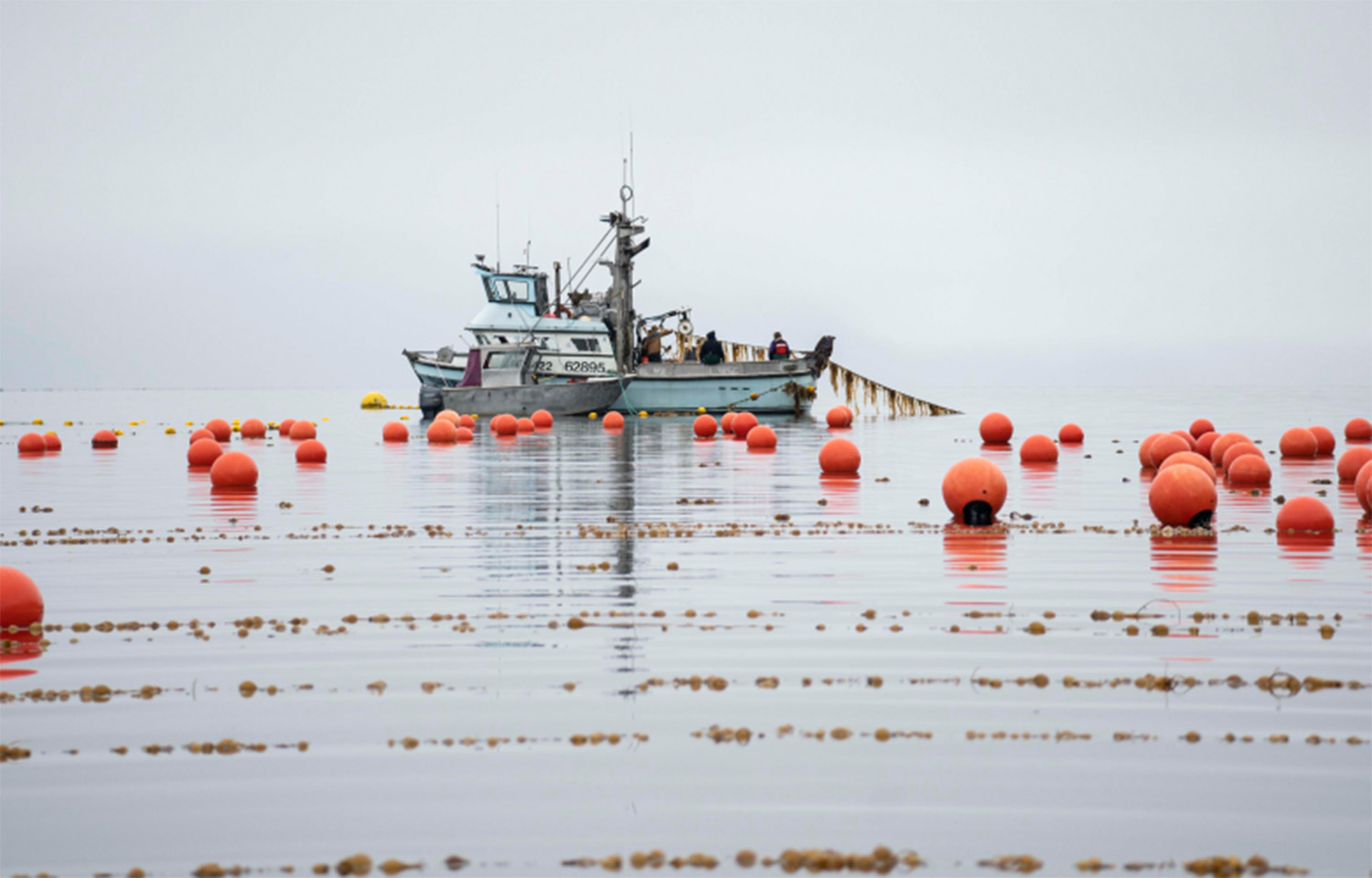 Alaska's Sea Grove Kelp