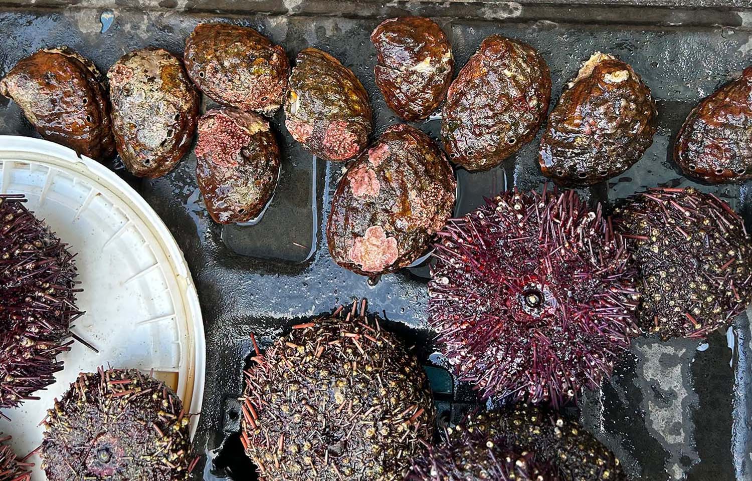 A pile of Northern abalone seized by Canada's Department of Fisheries and Oceans