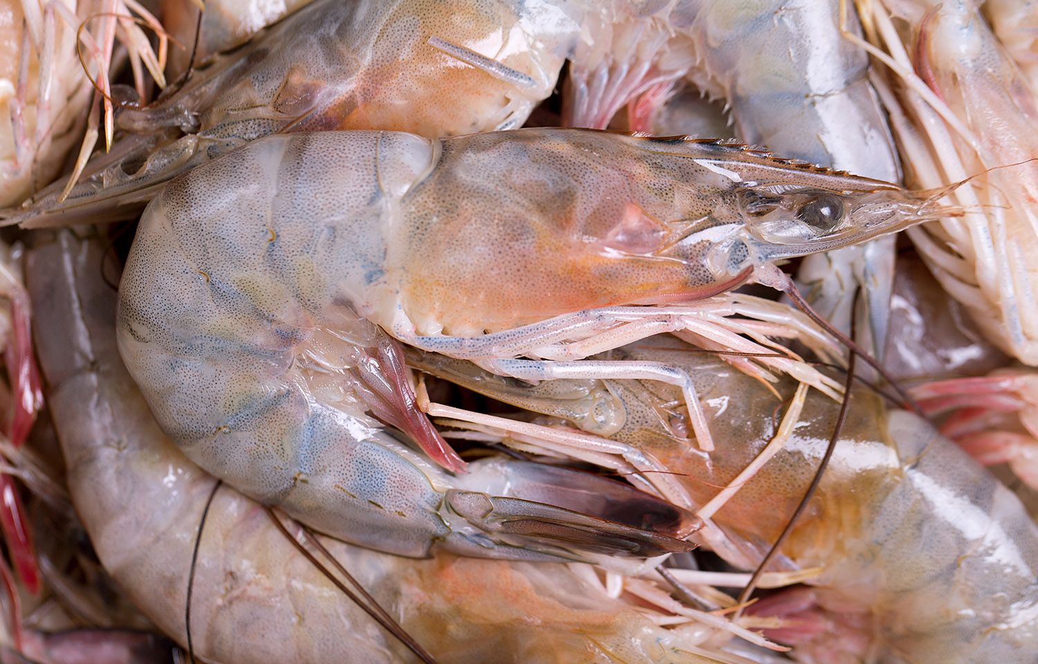 Louisiana shrimp