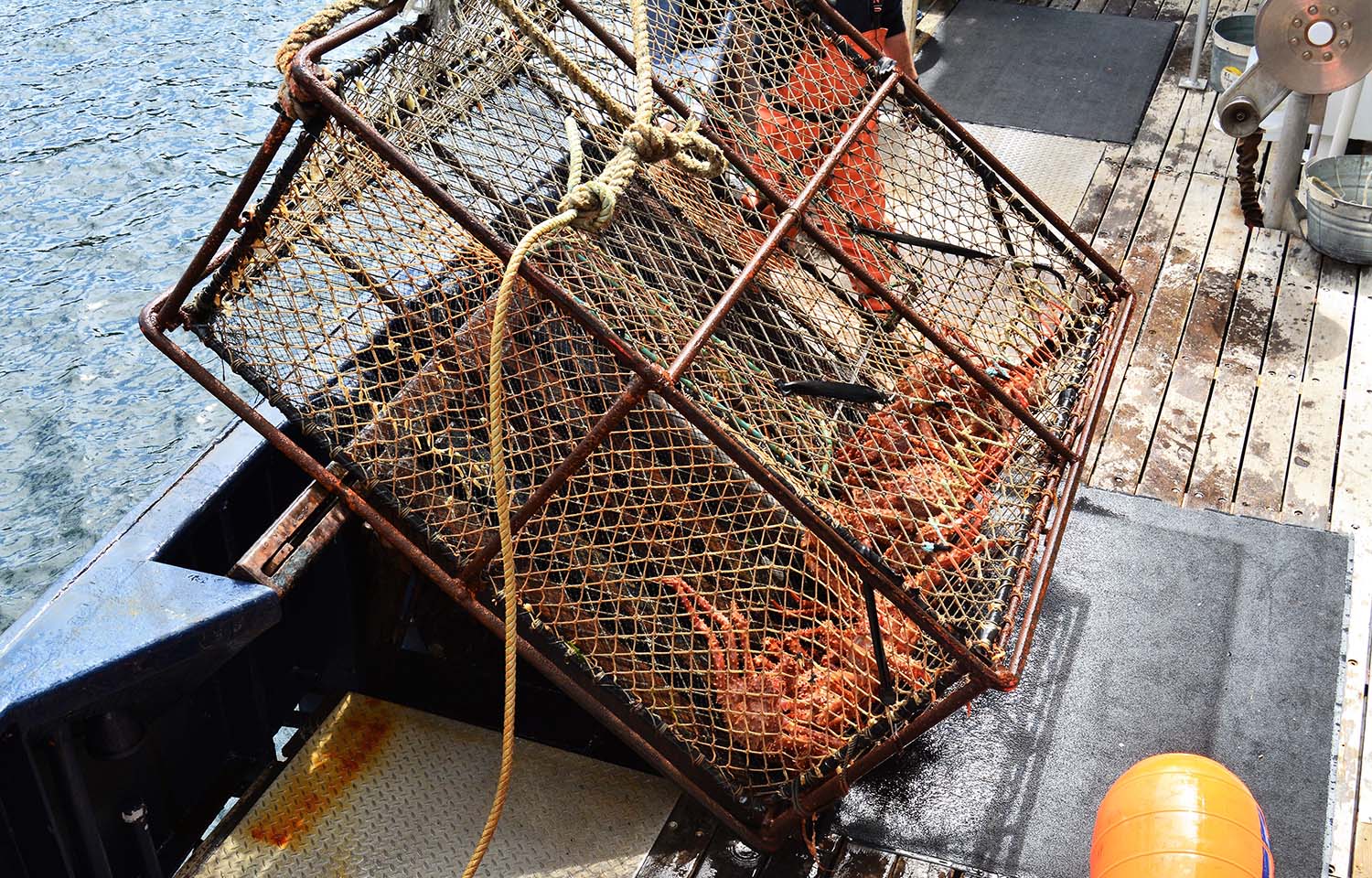 Red king crabs being harvested in Alaska