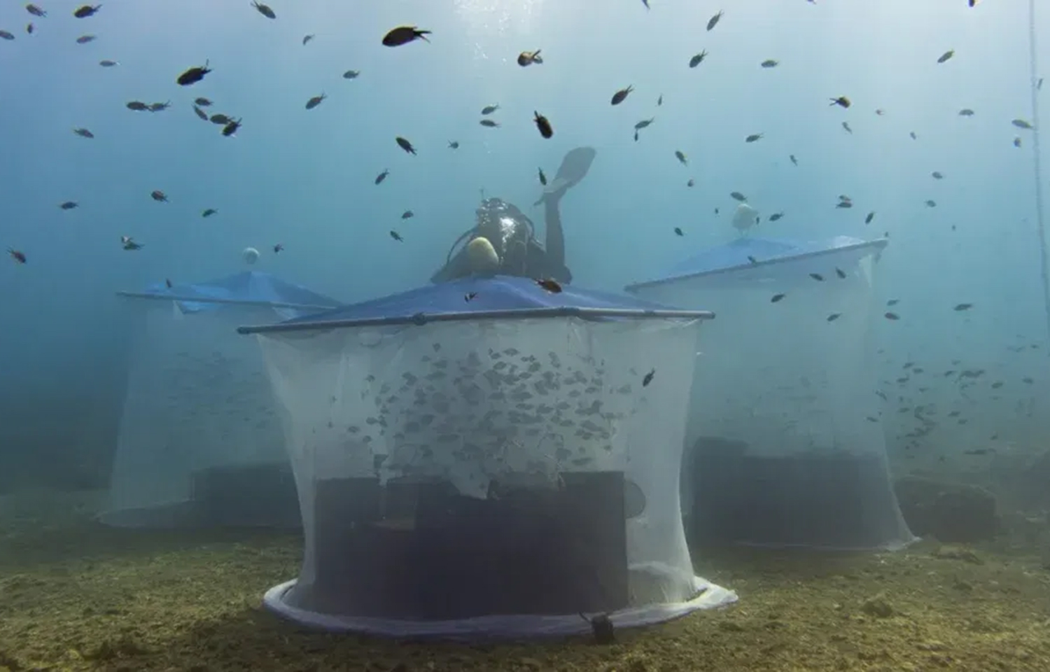 Technology used in Ecocean's BioRestore program