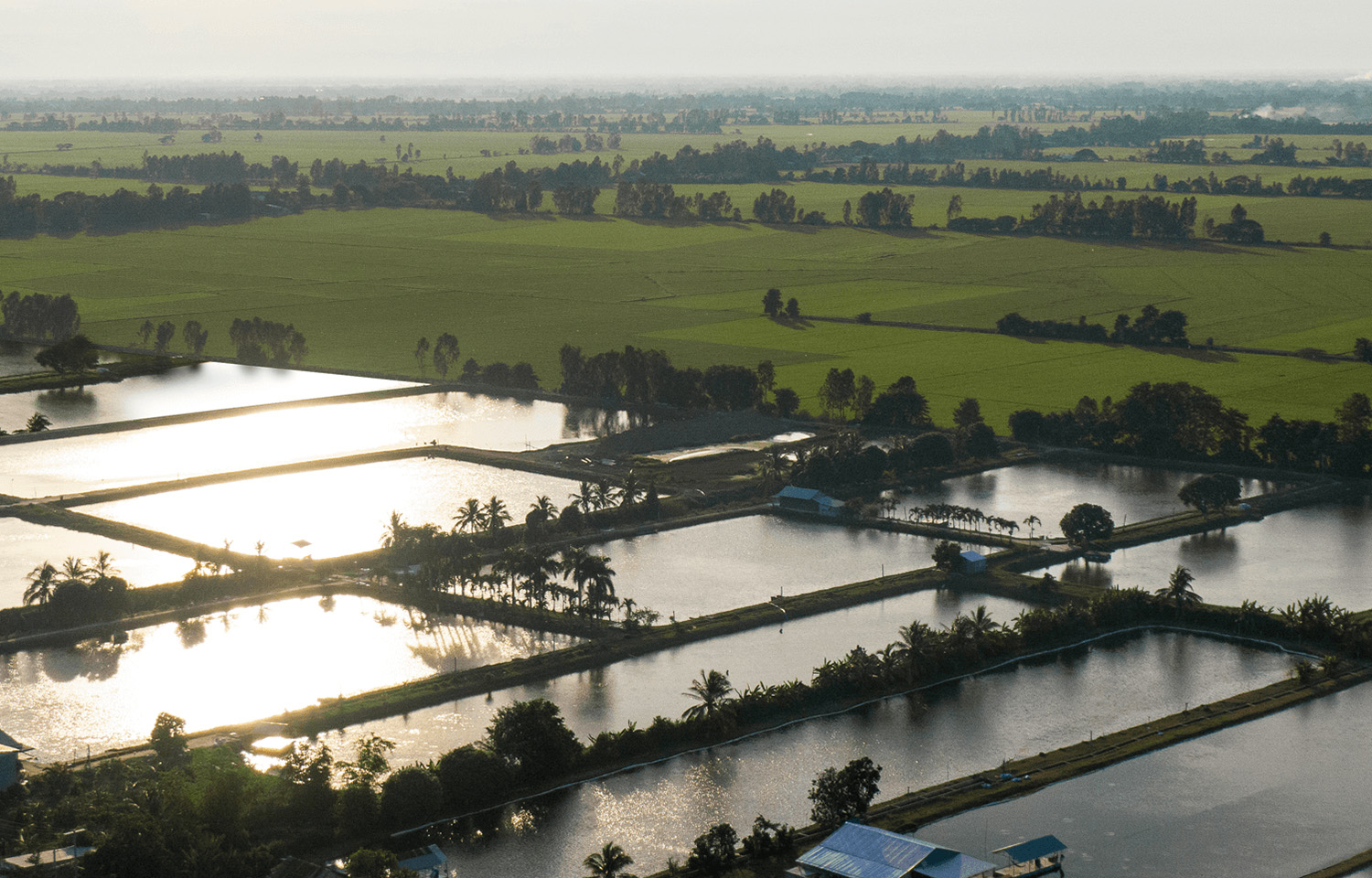 An I.D.I Corp aquaculture farm along the Mekong Delta in Vietnam