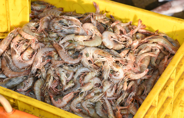 How to export Seafood and fish from India? - Eximpedia - Medium