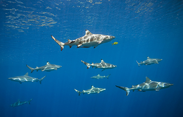 Pacific sharks