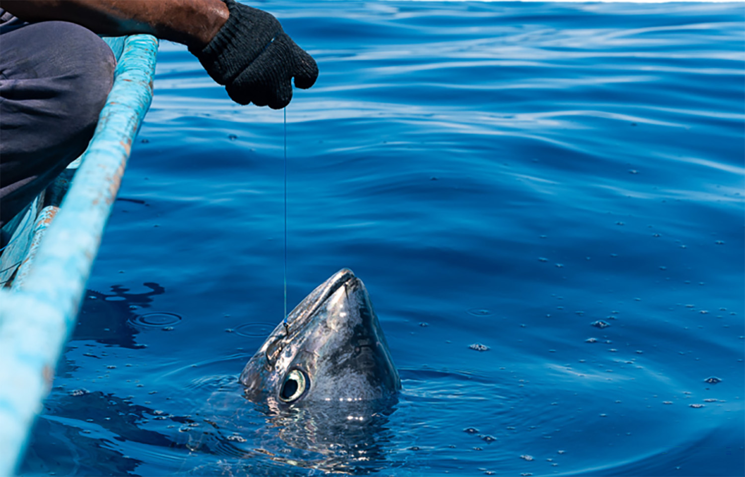A fisher hauling in a tuna using the pole-and-line fishing method