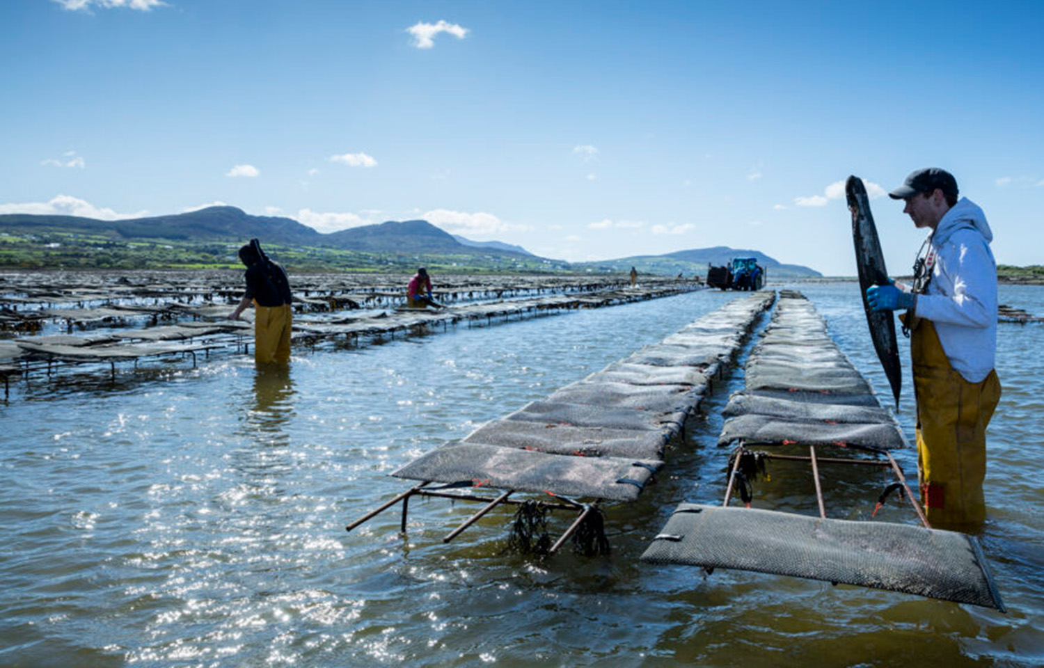 An Irish oyster-farming operation
