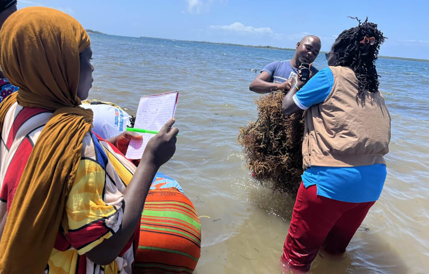 Kenyan seaweed farmers harvesting their product
