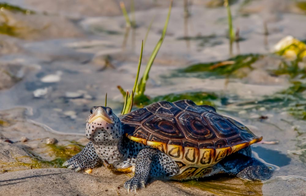 Conservation groups petition South Carolina to require bycatch-reduction devices on all blue crab pots