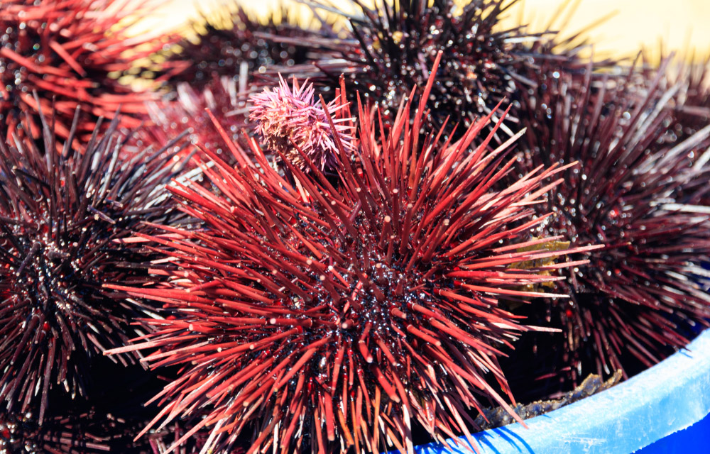 red sea urchin
