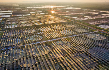 A shrimp farm in Vietnam.
