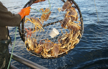 California crabbing changes draw fire from both sides | SeafoodSource