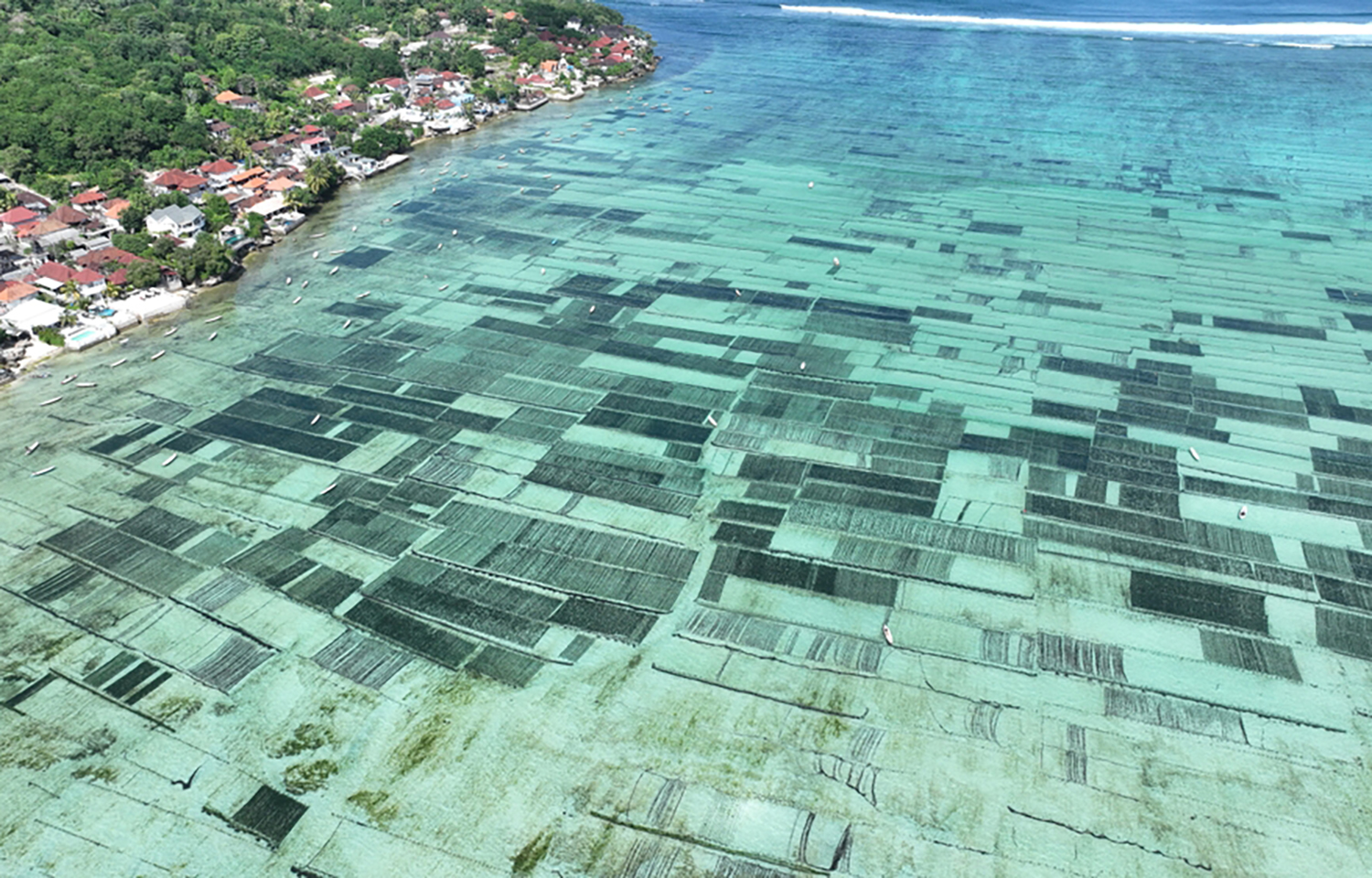 Indonesia sees rising investor interest in seaweed sector