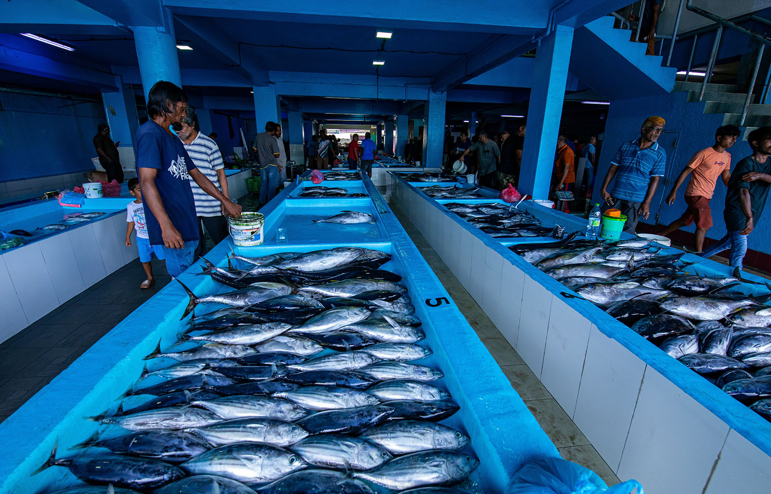 MSC research suggests tuna fisheries at most risk from climate change