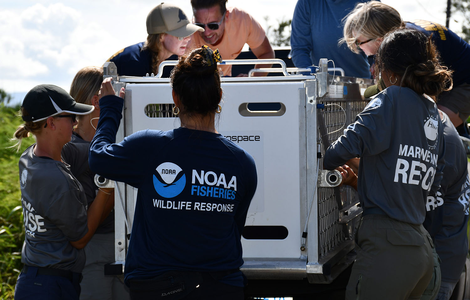A NOAA Fisheries wildlife response worker helping rescue an animal