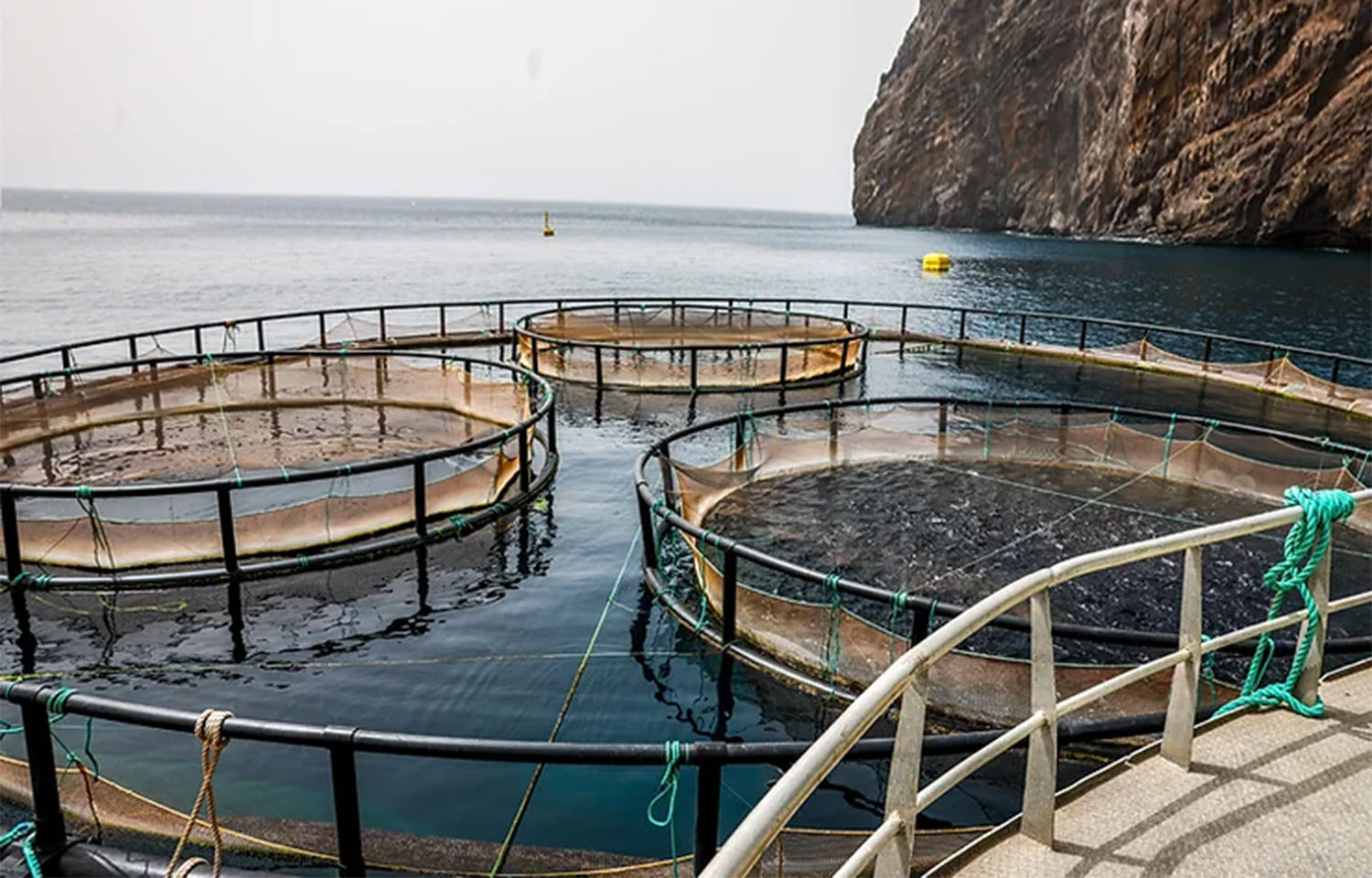 In-ocean net pens operated by Nortuna