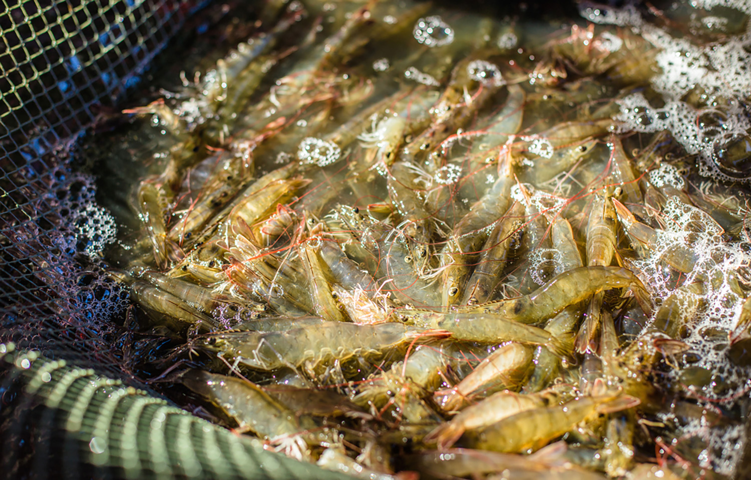Pacific white shrimp