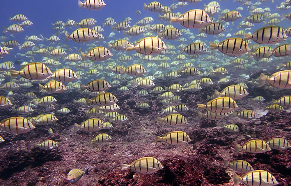 fish with the Pacific Islands Heritage Marine National Monument