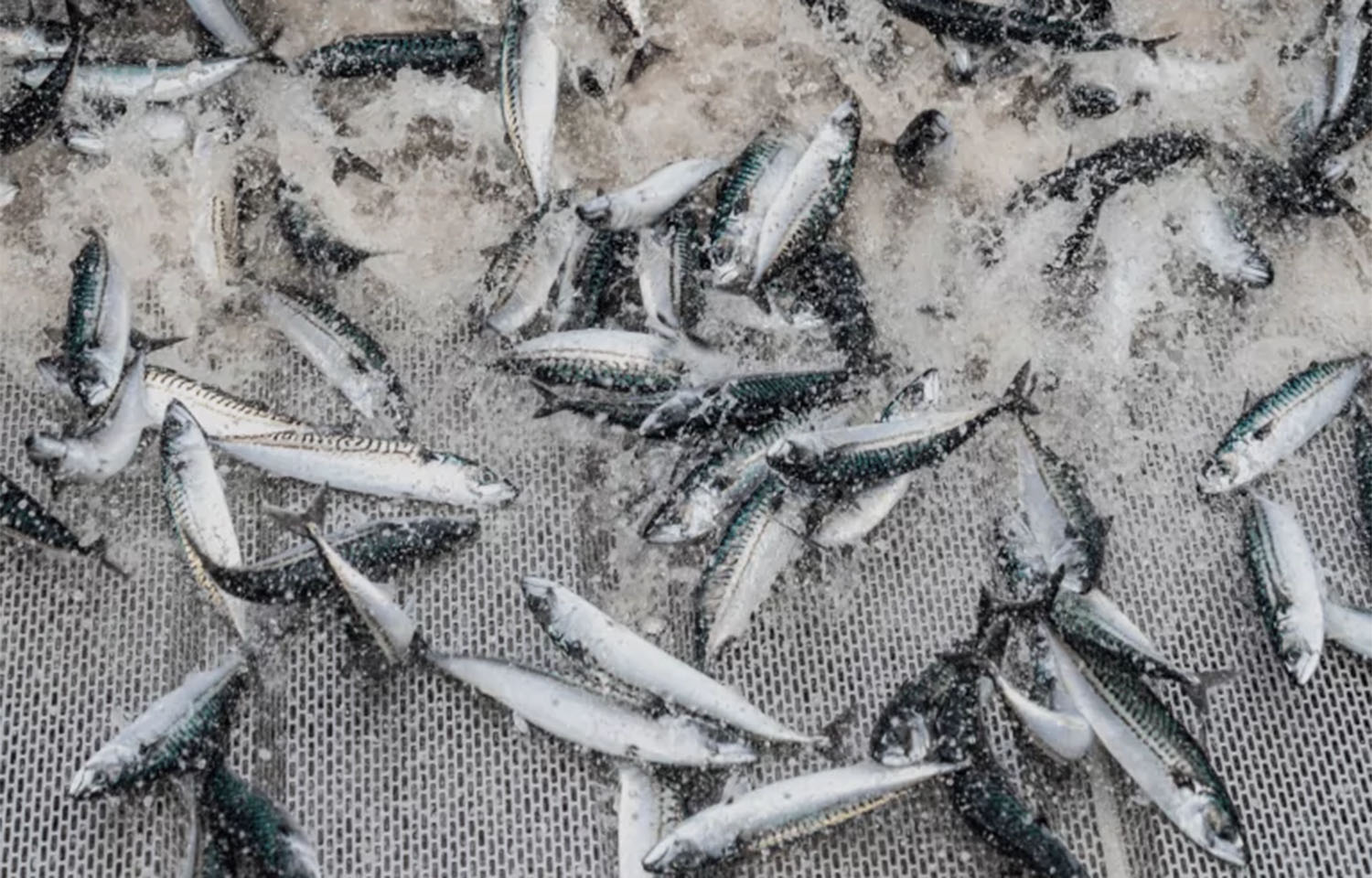 Mackerel in a fishing net