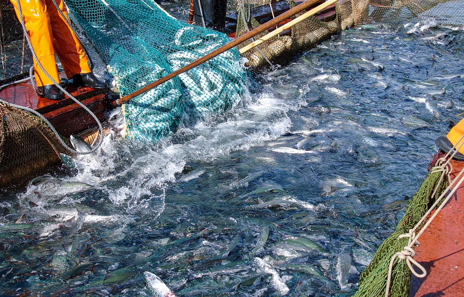 Fishers hauling in a salmon catch