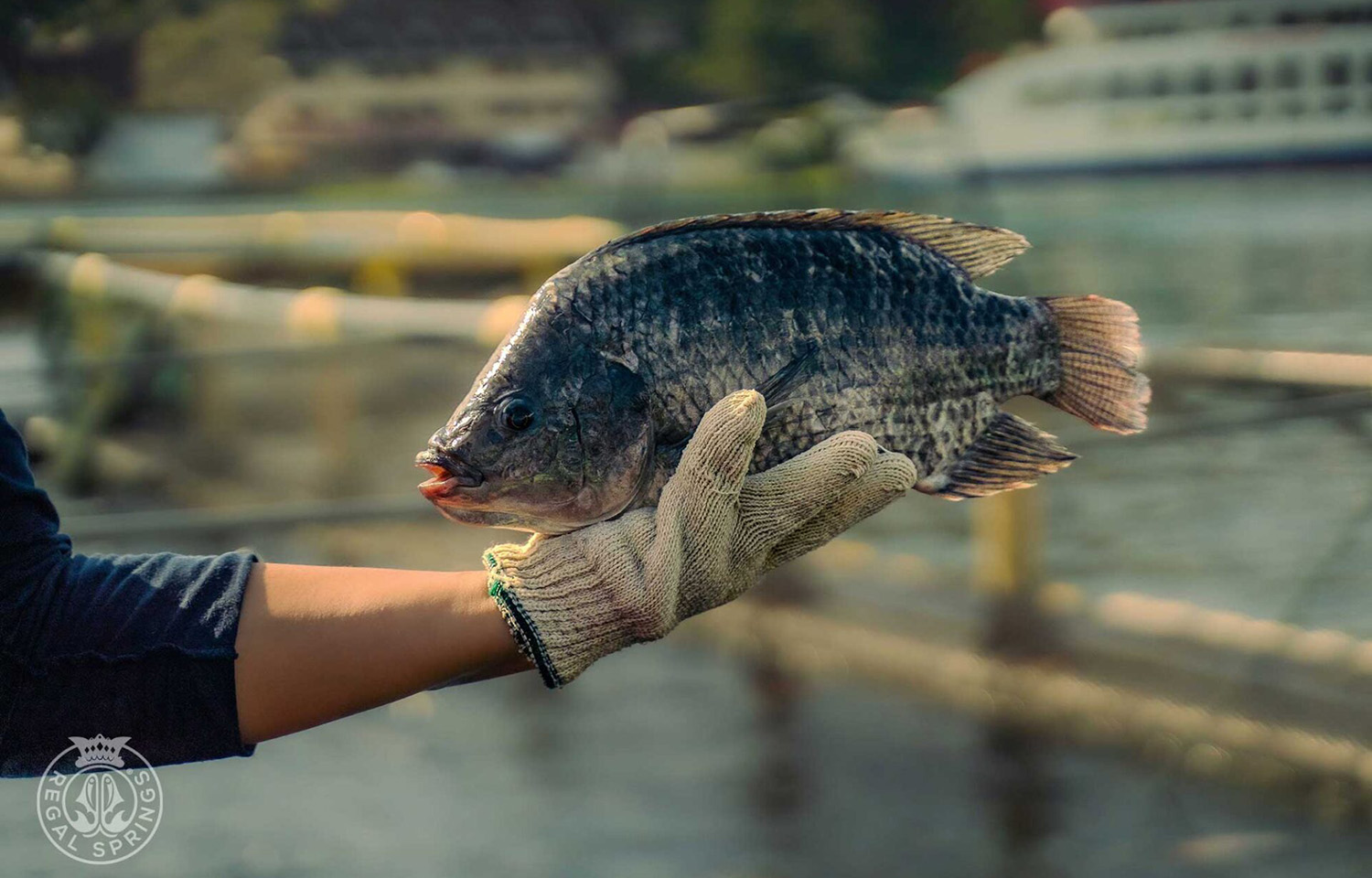 A photo of tilapia produced by Regal Springs