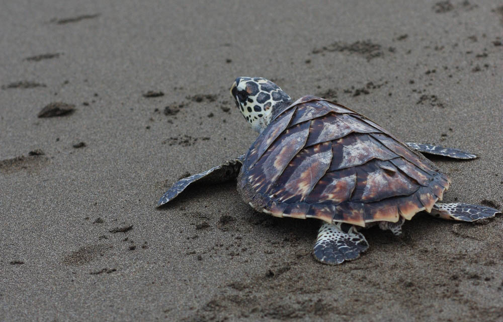 a sea turtle
