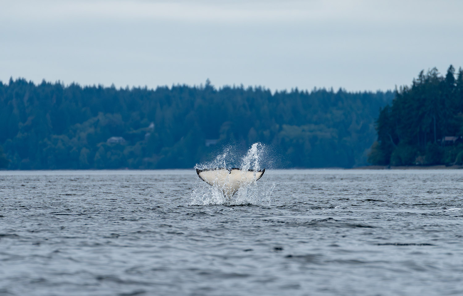 An orca in Puget Sound