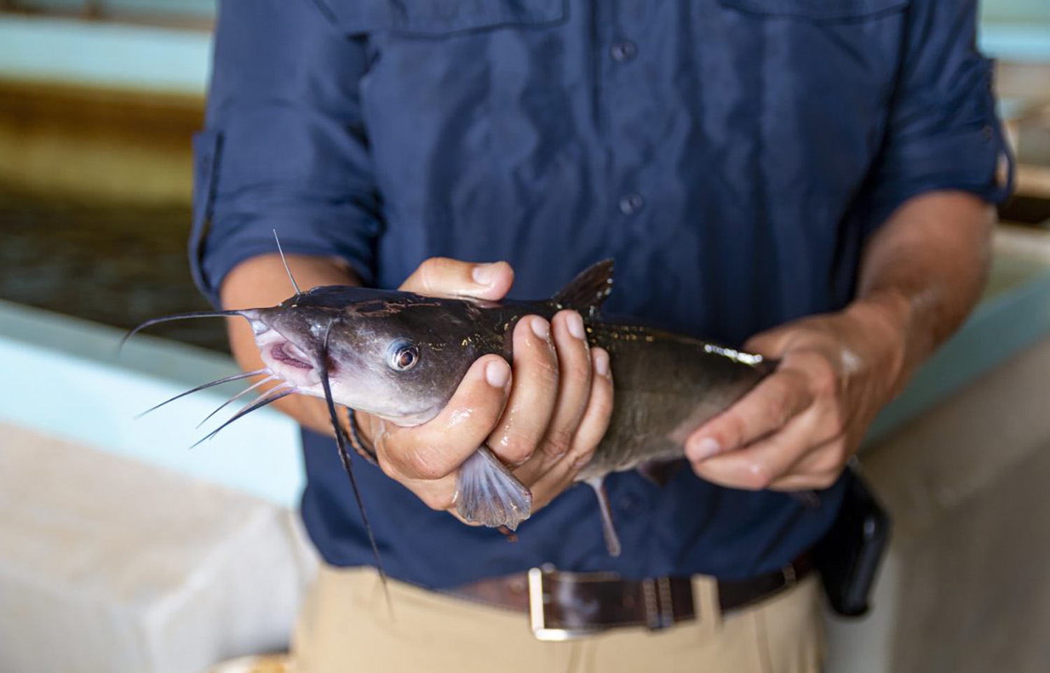 An aquaculturist holding a farmed catfish