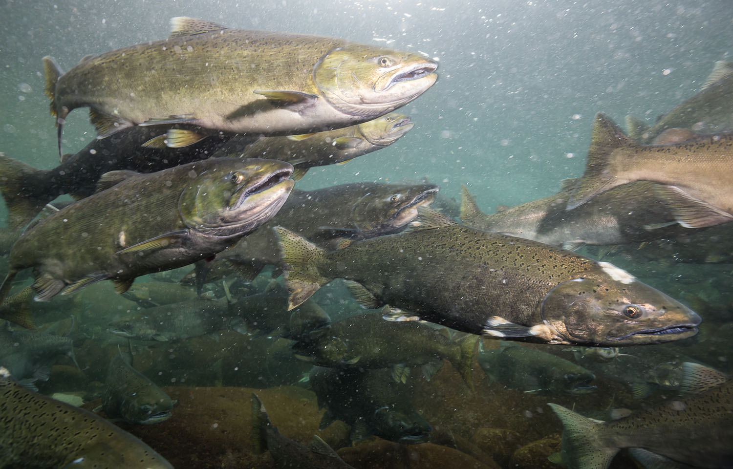 salmon