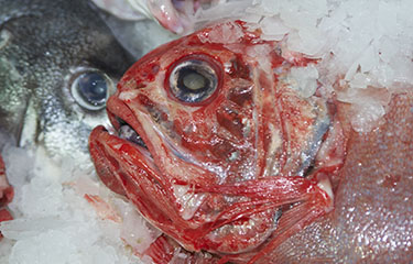 An orange roughy in New Zealand.