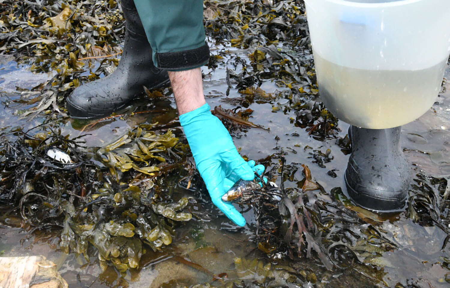 A researcher collecting a mussel in Canada