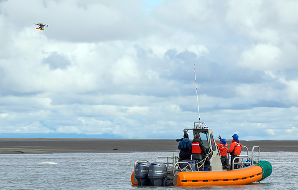Scientists photograph a beluga whale with a drone