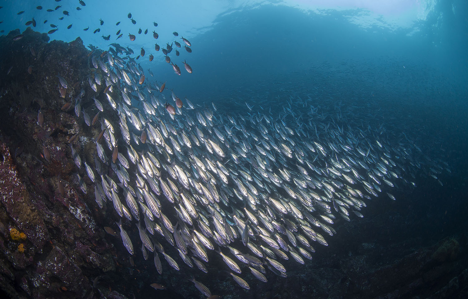 Ecuadorian small pelagic fishery passes MarinTrust assessment